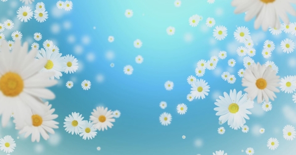唯美白菊花花朵掉落高清背景视频