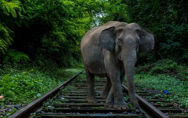 铁轨上的大象