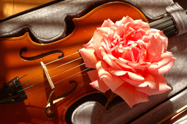 小提琴与花朵图片