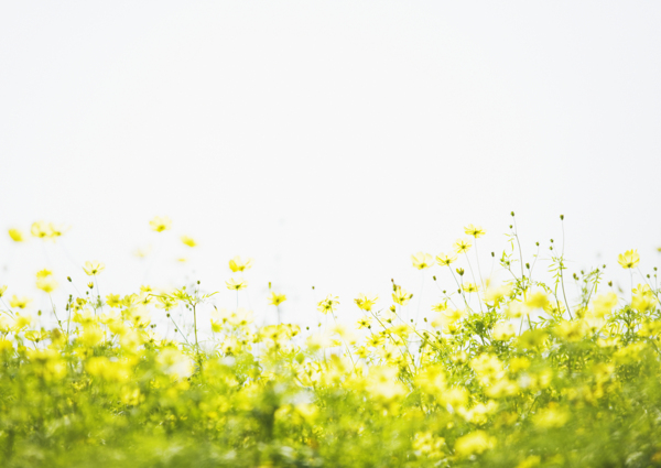 高清图库素材阳光鲜花