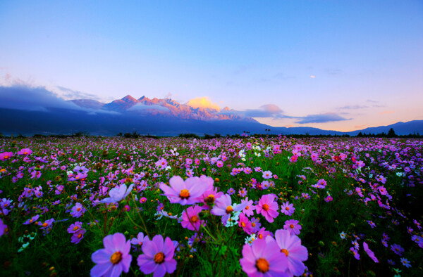 玉龙雪山格桑花图片