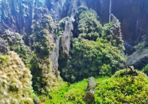 苔藓景观