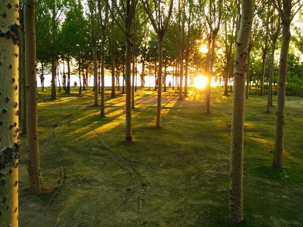 日落时的树林