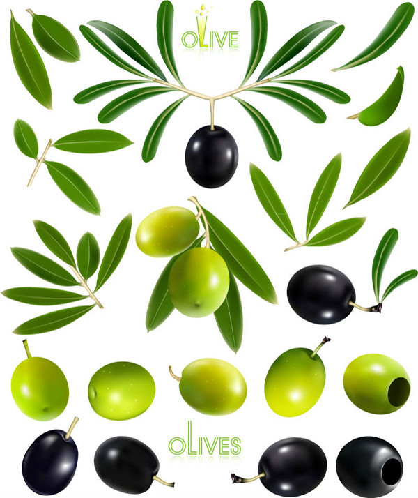 油橄榄和橄榄设计矢量素材