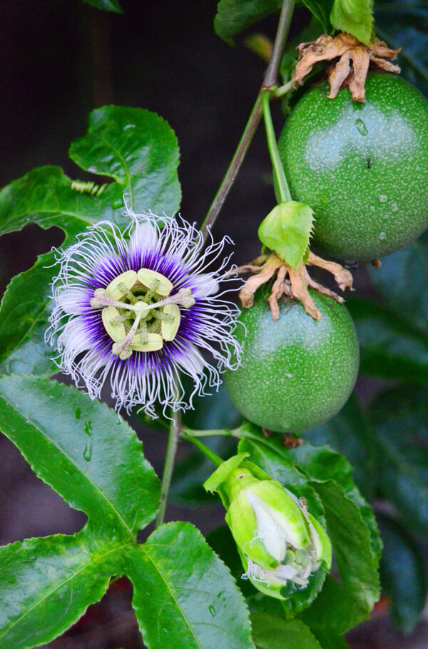 百香花果