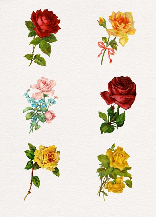 花卉玫瑰
