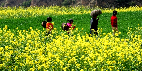 油菜花图片