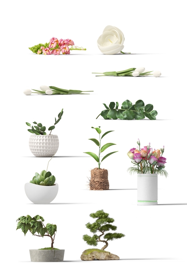 室内盆栽花植物png素材图片