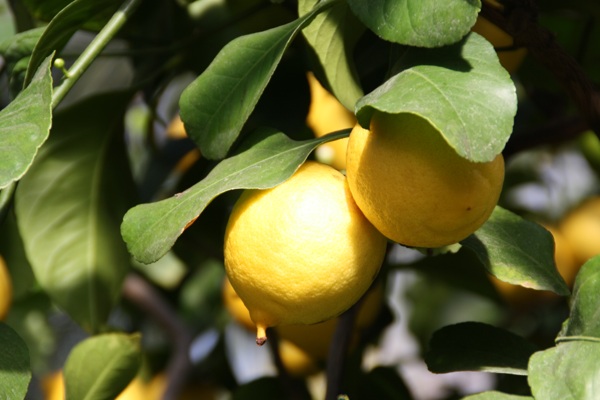 果树上黄柠檬