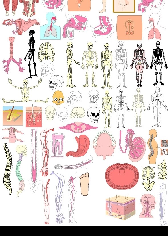 人体骨骼分解图片