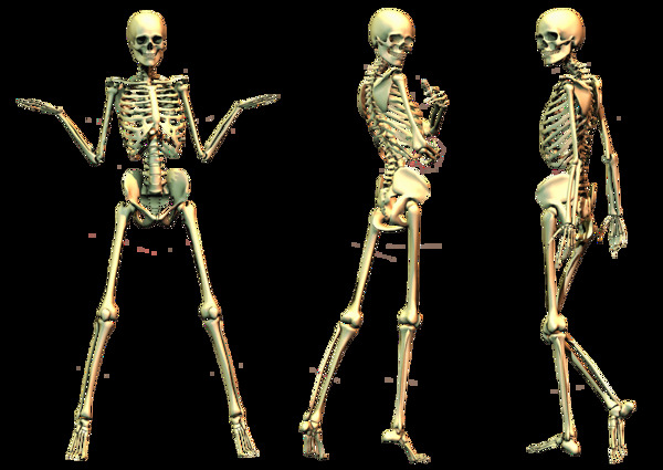 三幅人骨架免抠png透明图层素材