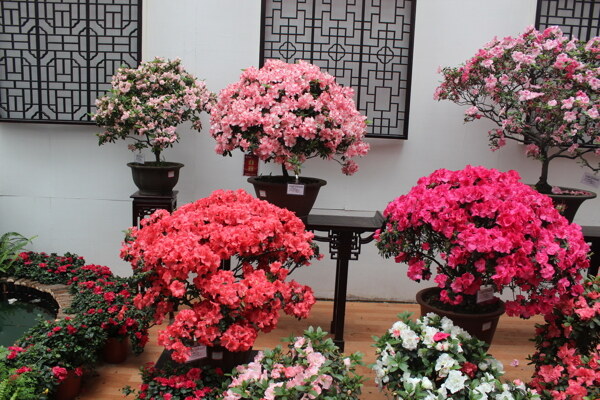 三角梅盆景花卉高清图片