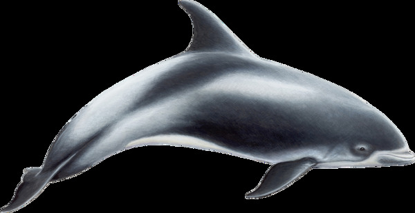银灰色大海豚图片免抠png透明图层素材