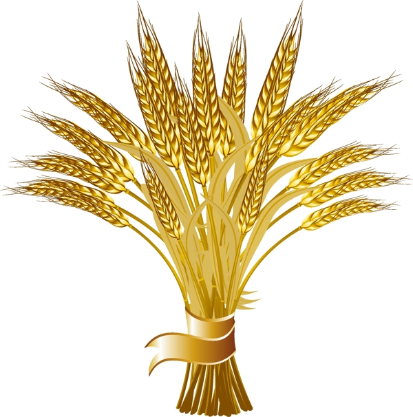 手拎成熟的金色小麦