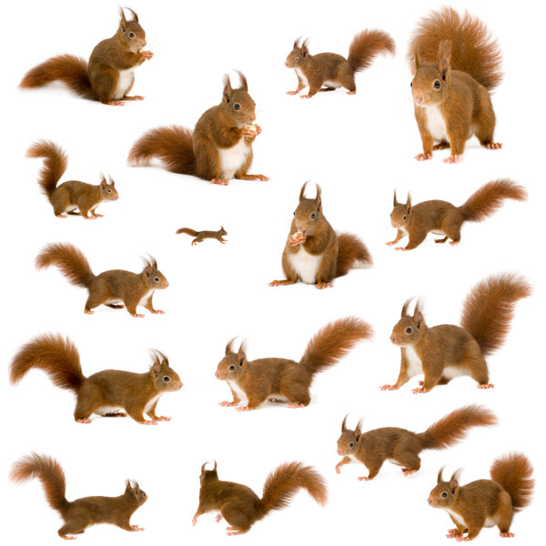 16种姿势可爱松鼠高清图片素材