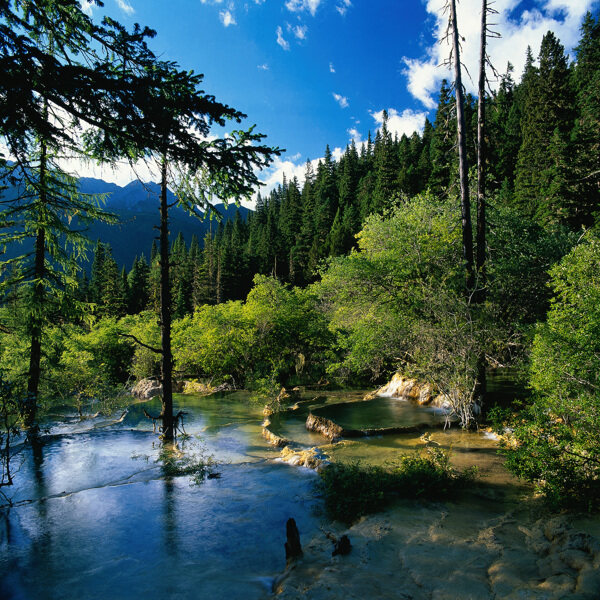 树植物水风景