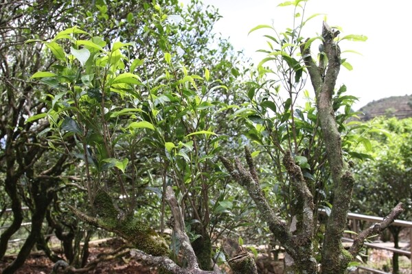 凤凰单枞茶茶树芝兰图片