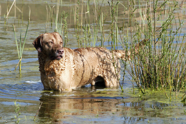 站在水中的宠物狗