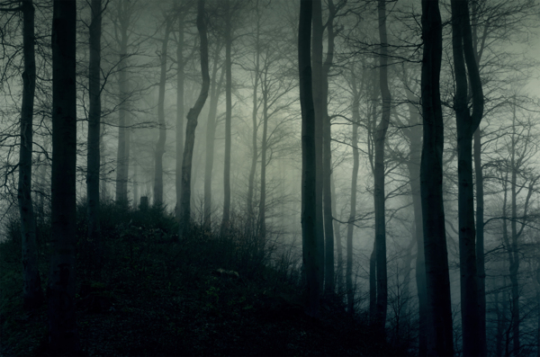 白雾笼罩的树林图片