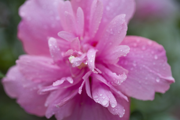 雨后的木槿花图片图片