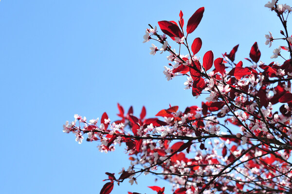 樱花图片