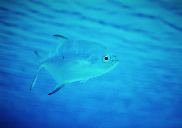 深海鱼类摄影高清图片