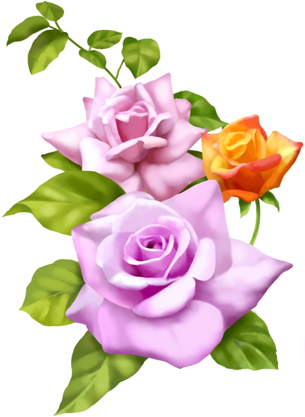 紫色玫瑰花朵