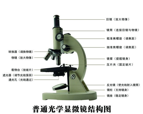 显微镜结构图图片