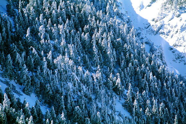 冬天雪景雪景大雪