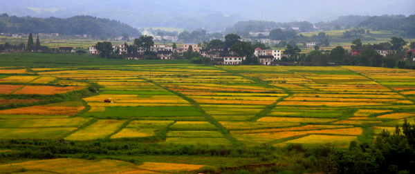 金色稻田图片