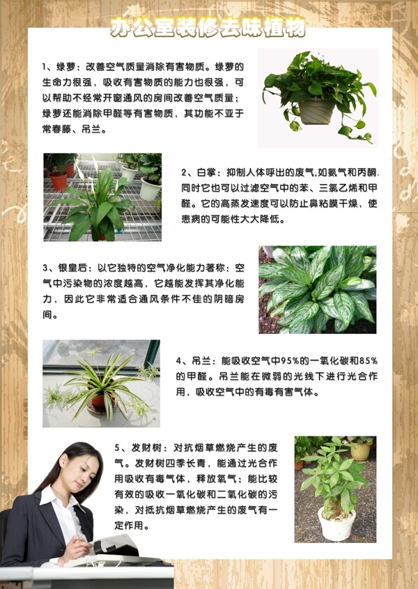 办公室装修去味植物海报