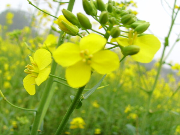 阳春三月油菜花飘香