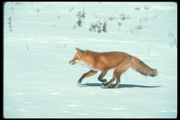 雪地上奔跑的狐狸图片