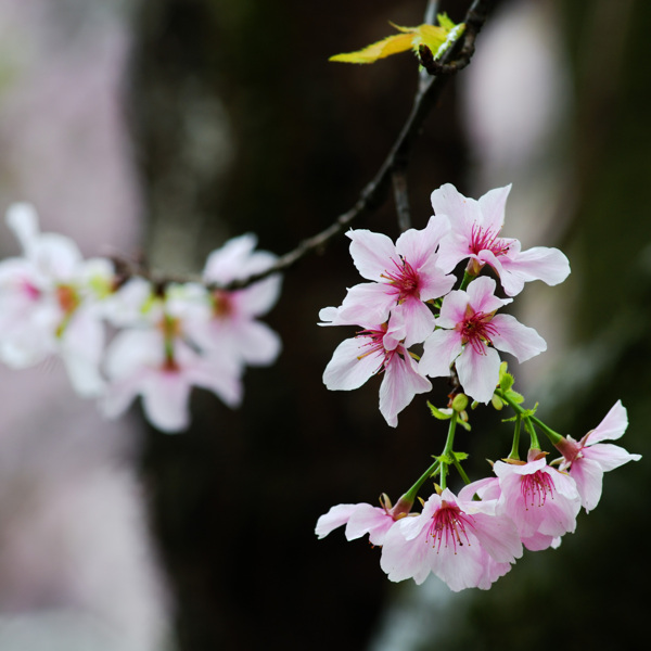 初春的樱花图片