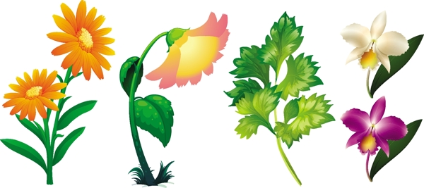 不同类型的花卉和树叶插图