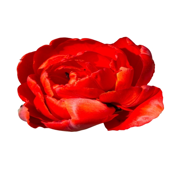 一朵红色美丽的大花