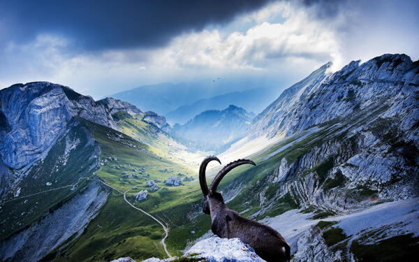 山顶上的山羊图片