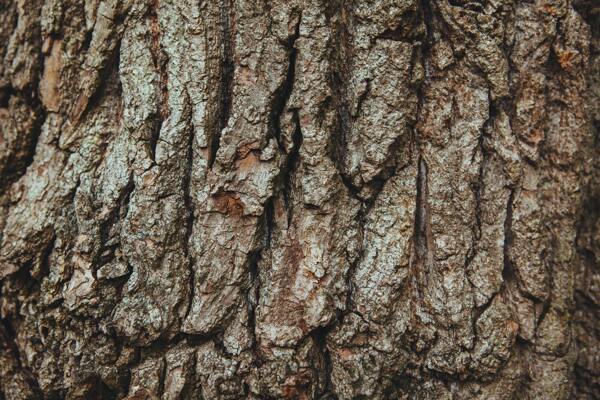 树皮木纹