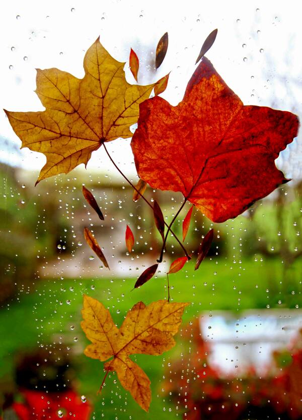 秋雨叶
