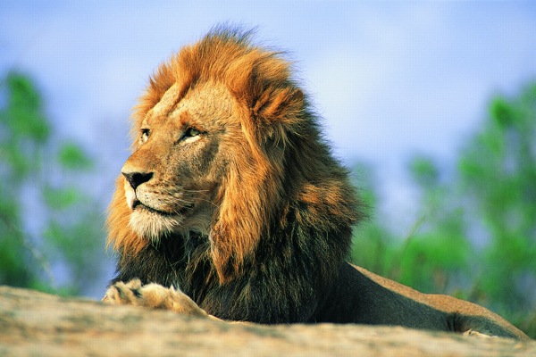 狮王动物珍希动物