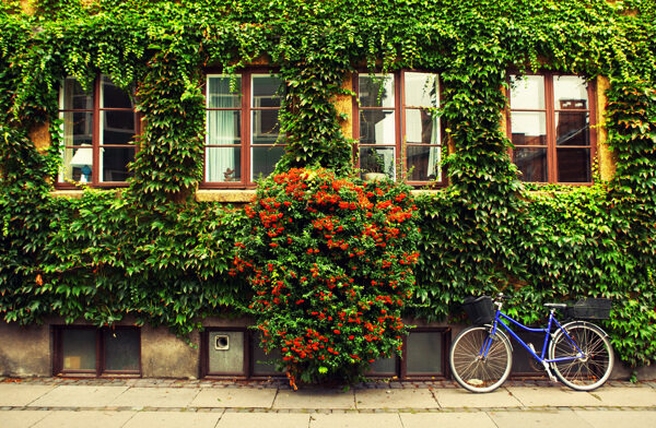 布满植物的墙壁和自行车图片