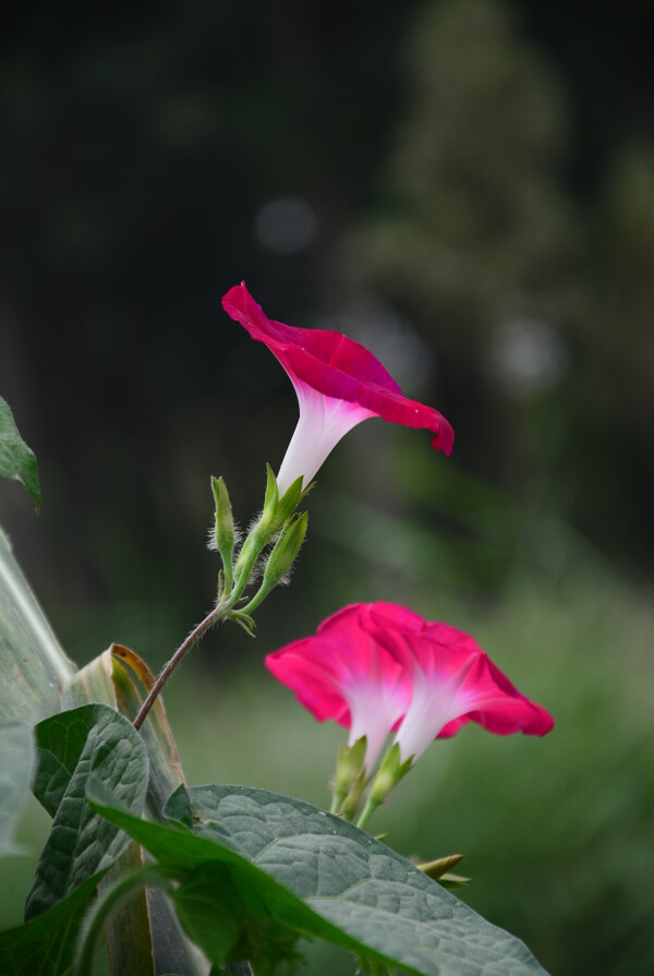 牵牛花图片