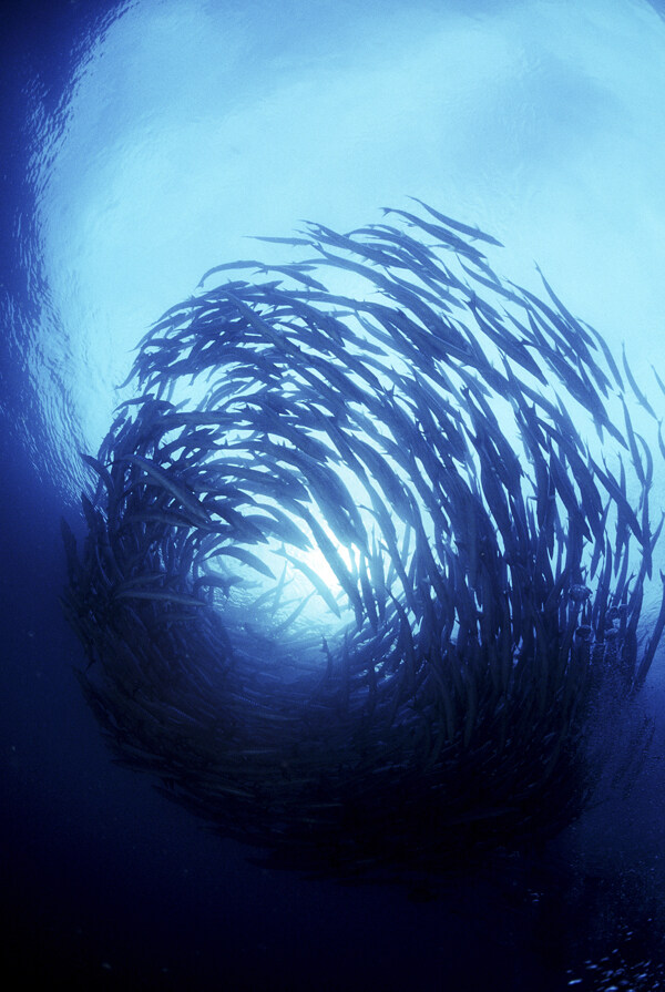 海洋生物