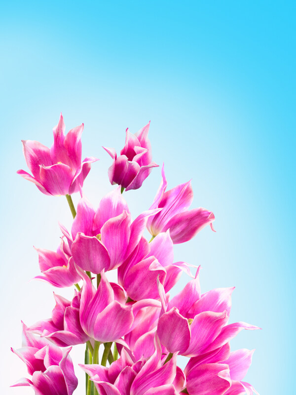 粉色浪漫郁金香花朵背景图片