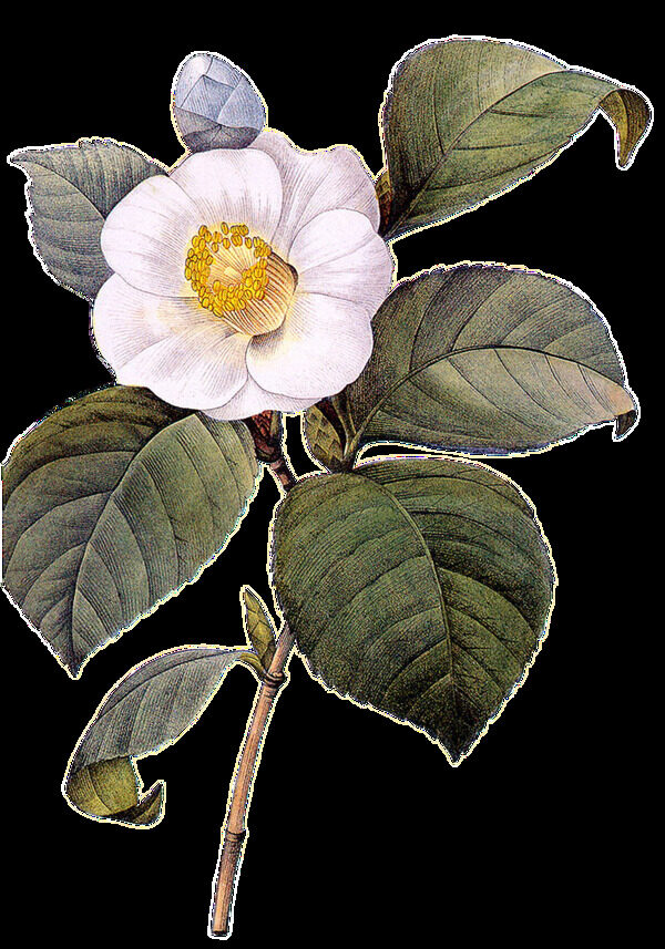 一枝圣洁的白色茶花花枝透明素材