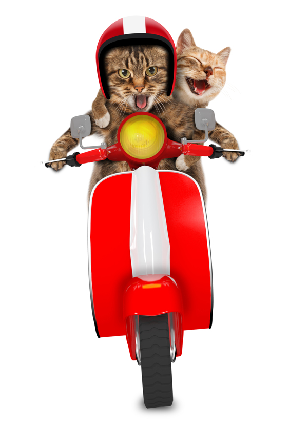 创意骑摩托车猫咪图片