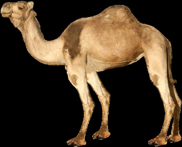 单峰骆驼侧面图片免抠png透明图层素材