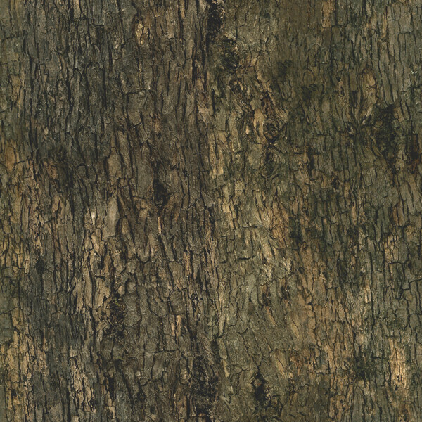 高精细桤木树Alnustree带贴图