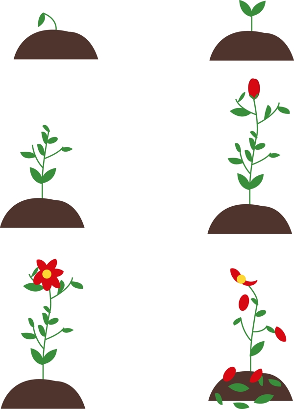 矢量简约可爱植物花朵生长过程