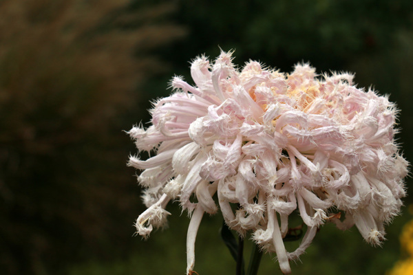 淡粉色菊花图片